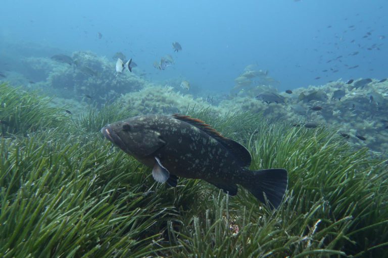 Diving Dragonera tauchen auf Mallorca