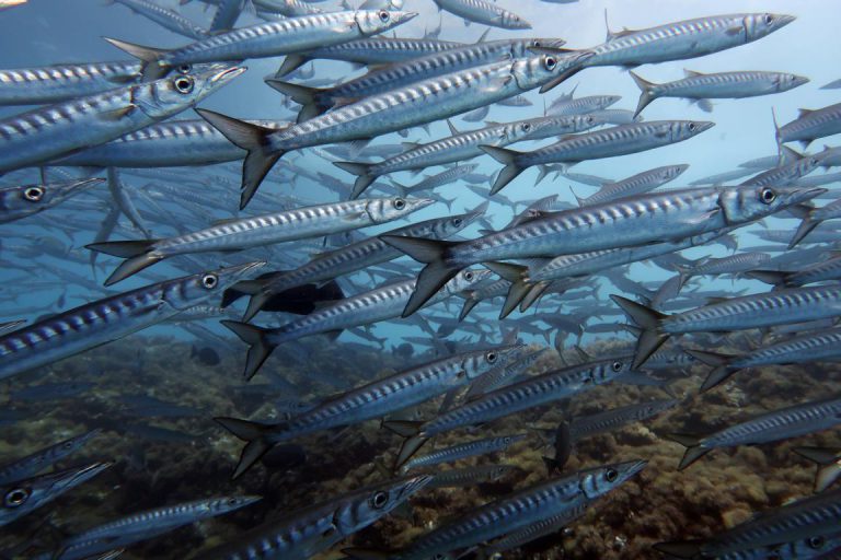 Diving Dragonera tauchen auf Mallorca Tauchschule deutsch Mallorca