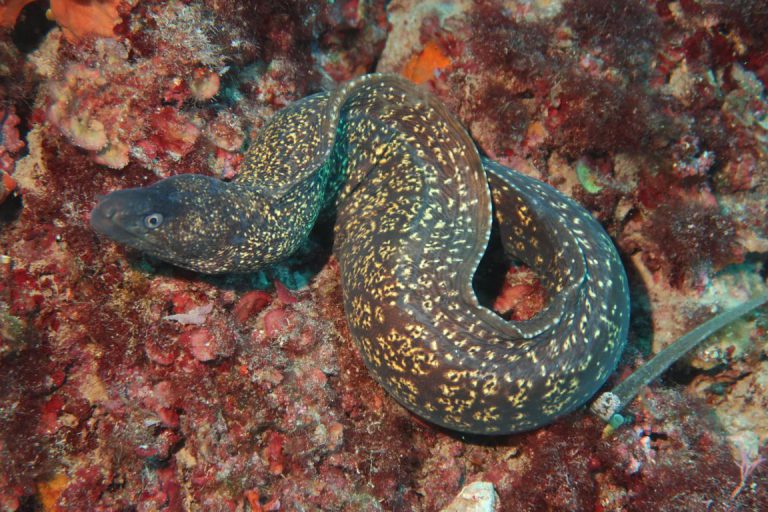 Diving Dragonera tauchen auf Mallorca