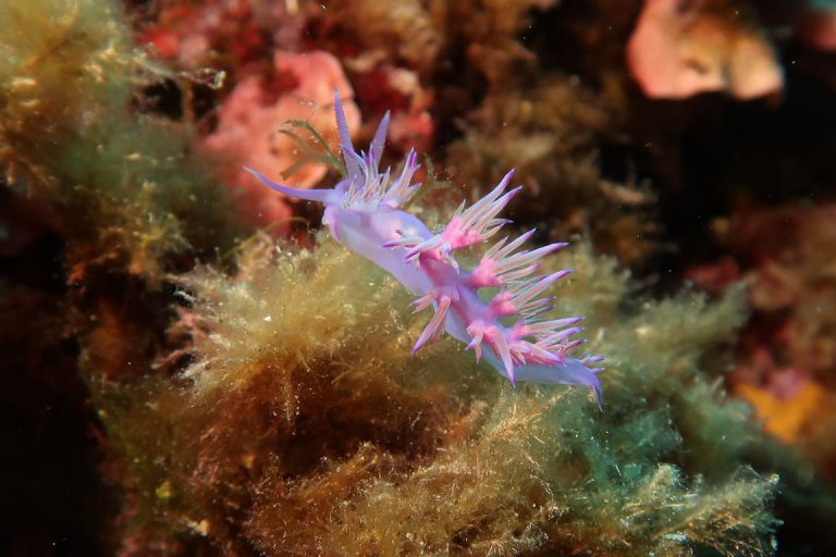 Diving Dragonera tauchen auf Mallorca