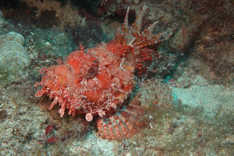 Diving Dragonera tauchen auf Mallorca