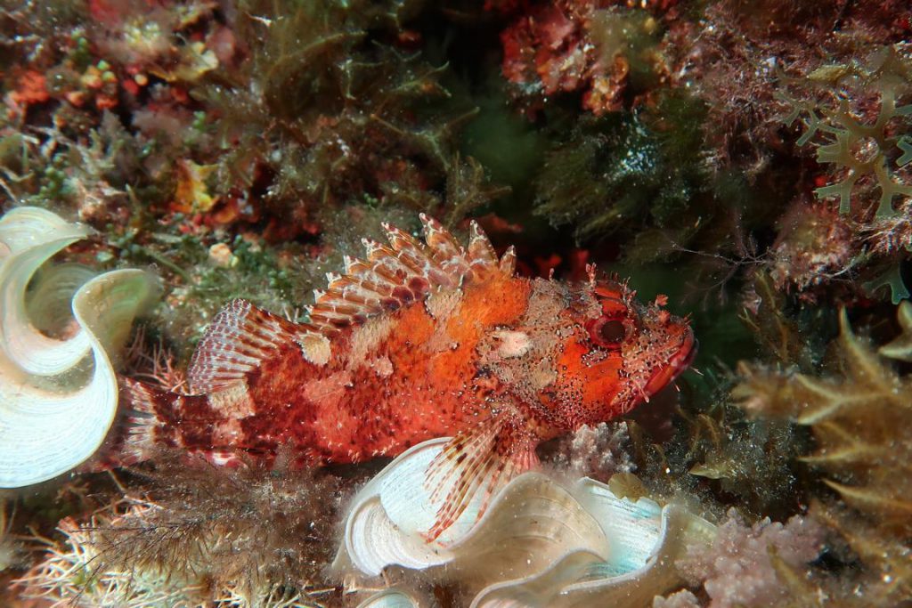 Diving Dragonera tauchen auf Mallorca