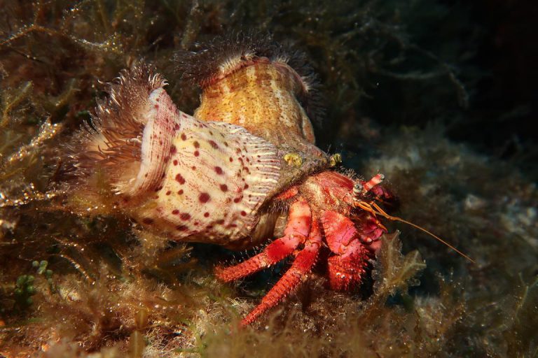 Diving Dragonera tauchen auf Mallorca