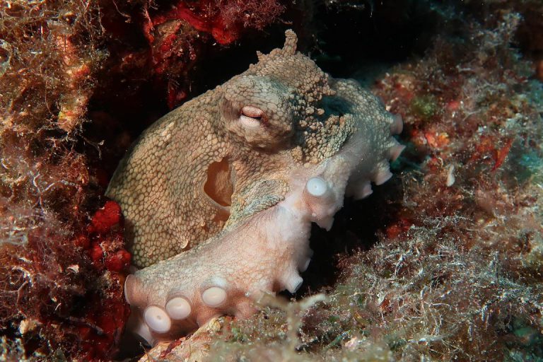 Diving Dragonera tauchen auf Mallorca