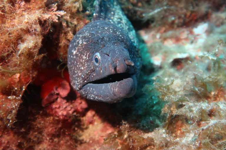 Diving Dragonera tauchen auf Mallorca