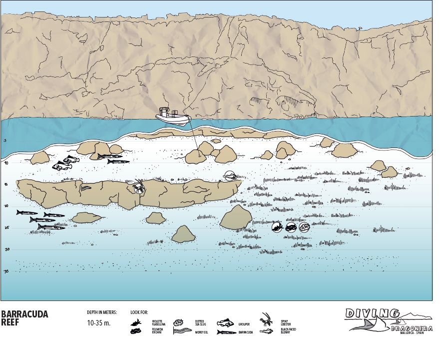 Diving Dragonera Tauchschule auf Mallorca Tauchen auf Mallorca Tauchen Mallorca Ostküste Tauchen Mallorca deutsch